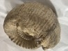 Teloceras blagdeni - bajocien - Montois la Montagne - 54 - FRANCE