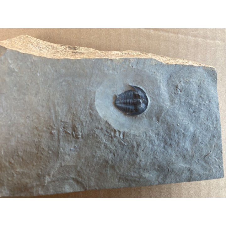 Amecephalus sp // middle cambrian // spence shale Fmt // Cache County, Utah, USA