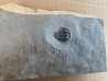 Amecephalus sp // middle cambrian // spence shale Fmt // Cache County, Utah, USA