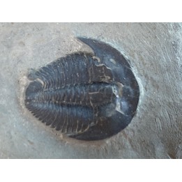 KOOKINA sp - cambrian - Pierson cove Fmt - Drum Mts, UTAH, USA