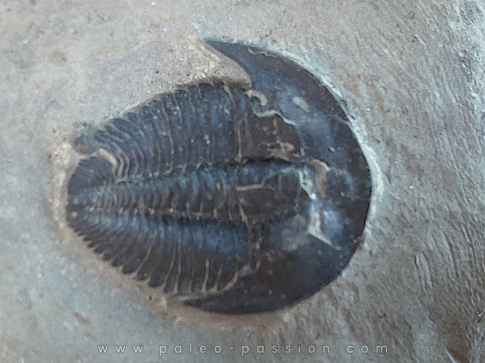 Amecephalus sp // middle cambrian // spence shale Fmt // Cache County, Utah, USA