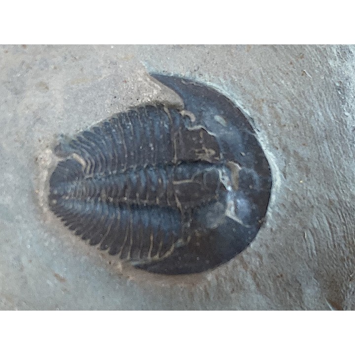 Amecephalus sp // middle cambrian // spence shale Fmt // Cache County, Utah, USA