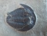 Amecephalus sp // middle cambrian // spence shale Fmt // Cache County, Utah, USA