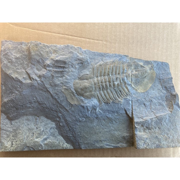 Glossopleura gigantea - middle cambrian - spence shale Fmt - Box Elder County, Utah, USA