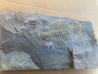 Glossopleura gigantea - middle cambrian - spence shale Fmt - Box Elder County, Utah, USA