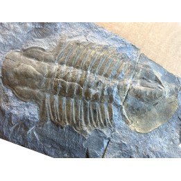 Glossopleura gigantea - middle cambrian - spence shale Fmt - Box Elder County, Utah, USA