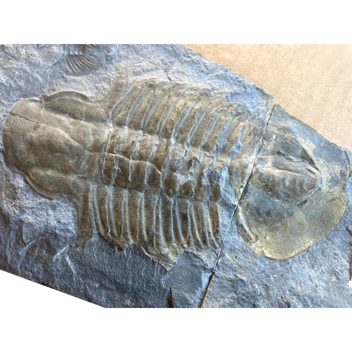 Glossopleura gigantea - middle cambrian - spence shale Fmt - Box Elder County, Utah, USA
