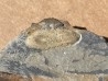 Vysocania nov. sp. (Guy, 2020) Valongo Fmt - Ordovicien moyen - Pedrogo, PORTUGAL