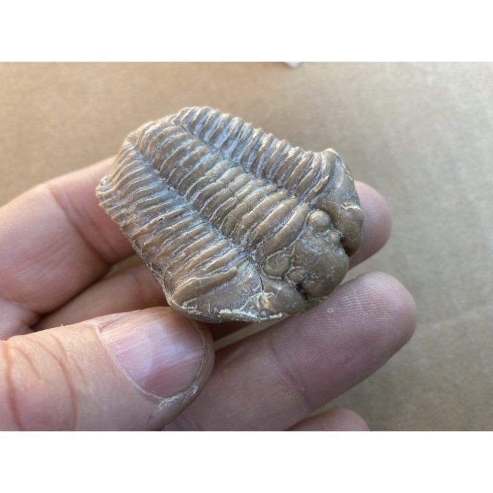 Calymene clavicle - Silurian - Henryhouse Fmt - Sulphur, Oklahoma, USA