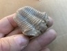 Calymene clavicle - Silurian - Henryhouse Fmt - Sulphur, Oklahoma, USA