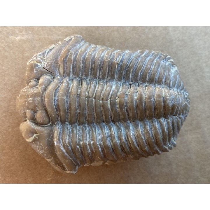 Calymene clavicle - Silurian - Henryhouse Fmt - Sulphur, Oklahoma, USA