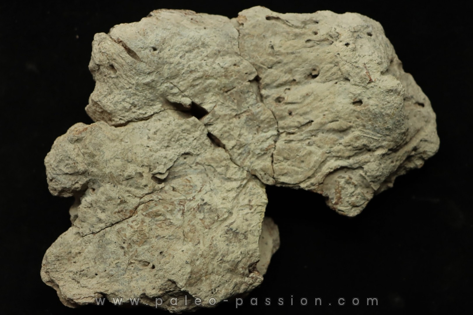 dinosaure freak: TRICERATOPS HORRIDUS
