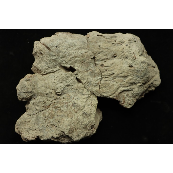 Dinosaure: fragment de collerette de TRICERATOPS HORRIDUS - Hell Creek  Fmt - crétacé sup. - Glendive County, Montana
