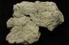 Dinosaure: fragment de collerette de TRICERATOPS HORRIDUS - Hell Creek Fmt - crétacé sup. - Glendive County, Montana