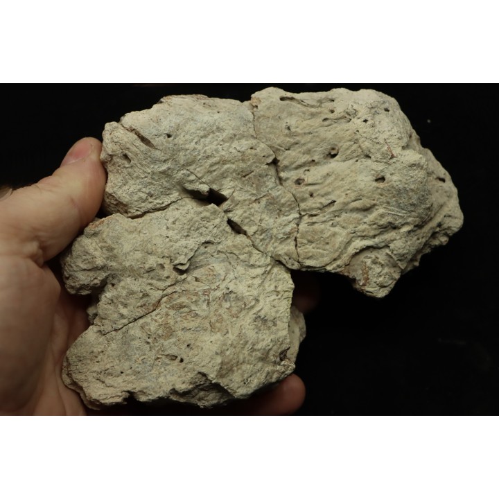 dinosaure freak: TRICERATOPS HORRIDUS