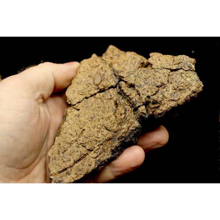 Dinosaure: fragment de collerette de TRICERATOPS HORRIDUS - Hell Creek  Fmt - crétacé sup. - Glendive County, Montana