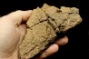 Dinosaure: fragment de collerette de TRICERATOPS HORRIDUS - Hell Creek  Fmt - crétacé sup. - Glendive County, Montana