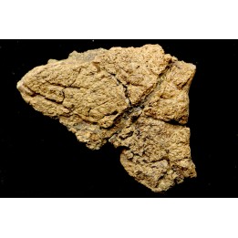 Dinosaure: fragment de collerette de TRICERATOPS HORRIDUS - Hell Creek  Fmt - crétacé sup. - Glendive County, Montana