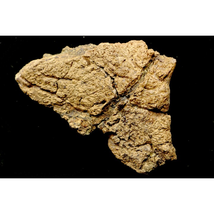 dinosaure freak: TRICERATOPS HORRIDUS
