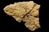Dinosaure: fragment de collerette de TRICERATOPS HORRIDUS - Hell Creek  Fmt - crétacé sup. - Glendive County, Montana