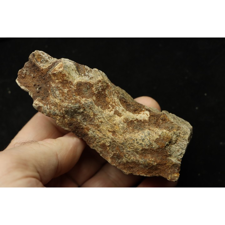 dinosaure freak: TRICERATOPS HORRIDUS