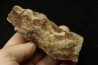 dinosaure freak: TRICERATOPS HORRIDUS