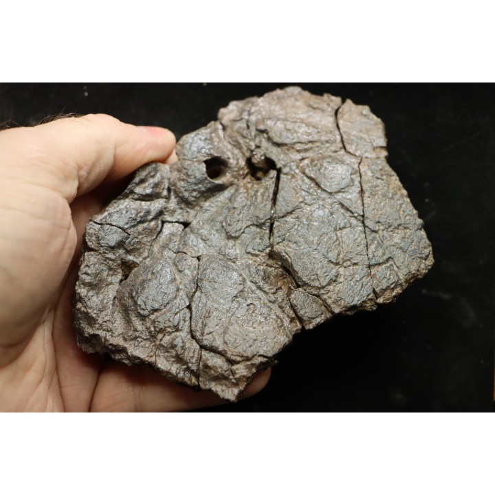 dinosaure freak: TRICERATOPS HORRIDUS