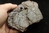 Dinosaure: fragment de collerette de TRICERATOPS HORRIDUS - Hell Creek  Fmt - crétacé sup. - Glendive County, Montana