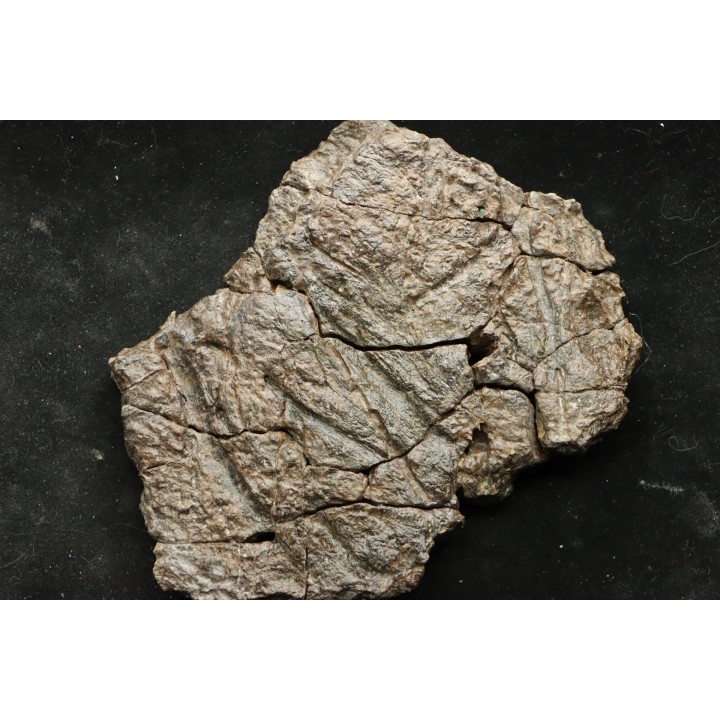 Dinosaure: fragment de collerette de TRICERATOPS HORRIDUS - Hell Creek  Fmt - crétacé sup. - Glendive County, Montana