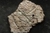 dinosaure freak: TRICERATOPS HORRIDUS
