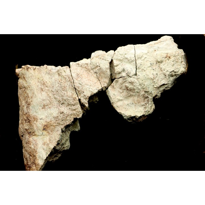 Dinosaure: fragment de collerette de TRICERATOPS HORRIDUS - Hell Creek  Fmt - crétacé sup. - Glendive County, Montana