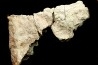 Dinosaure: fragment de collerette de TRICERATOPS HORRIDUS - Hell Creek  Fmt - crétacé sup. - Glendive County, Montana