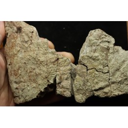 dinosaure freak: TRICERATOPS HORRIDUS