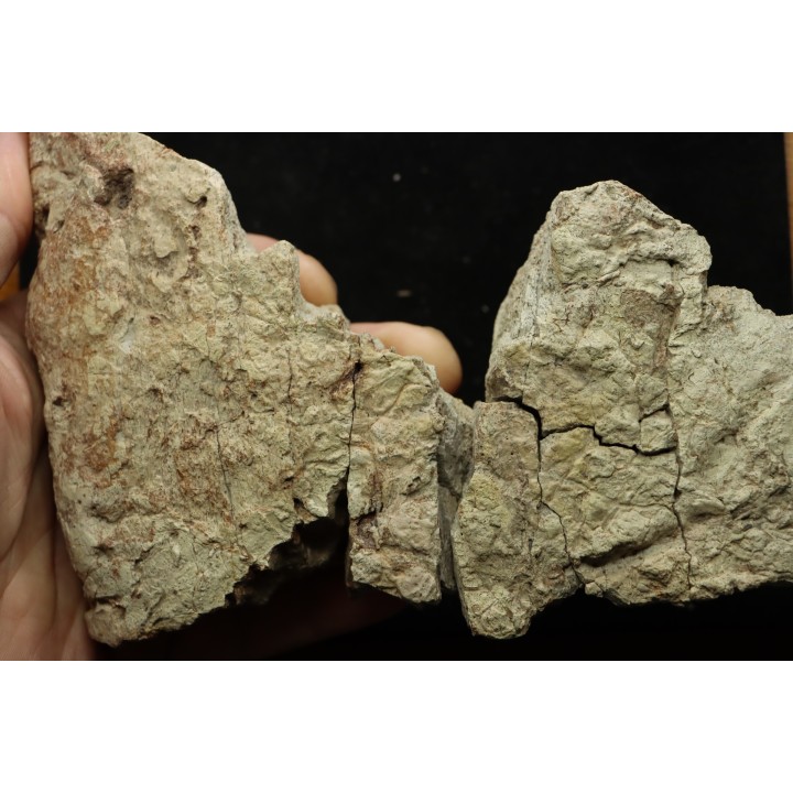 dinosaure freak: TRICERATOPS HORRIDUS