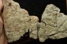 Dinosaure: fragment de collerette de TRICERATOPS HORRIDUS - Hell Creek  Fmt - crétacé sup. - Glendive County, Montana