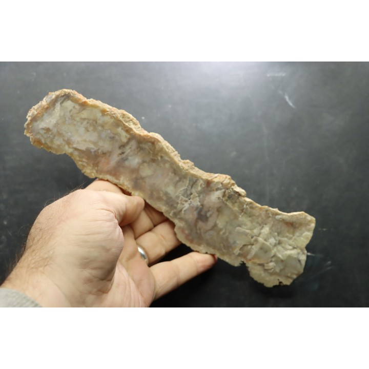 coprolithe de dinosaure - jurassique - Morrison Formation