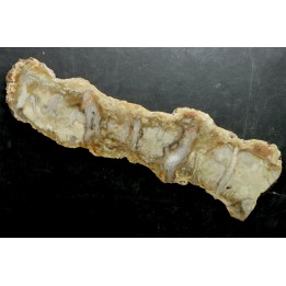 dinosaur coprolithe - jurassic - Morrison Formation