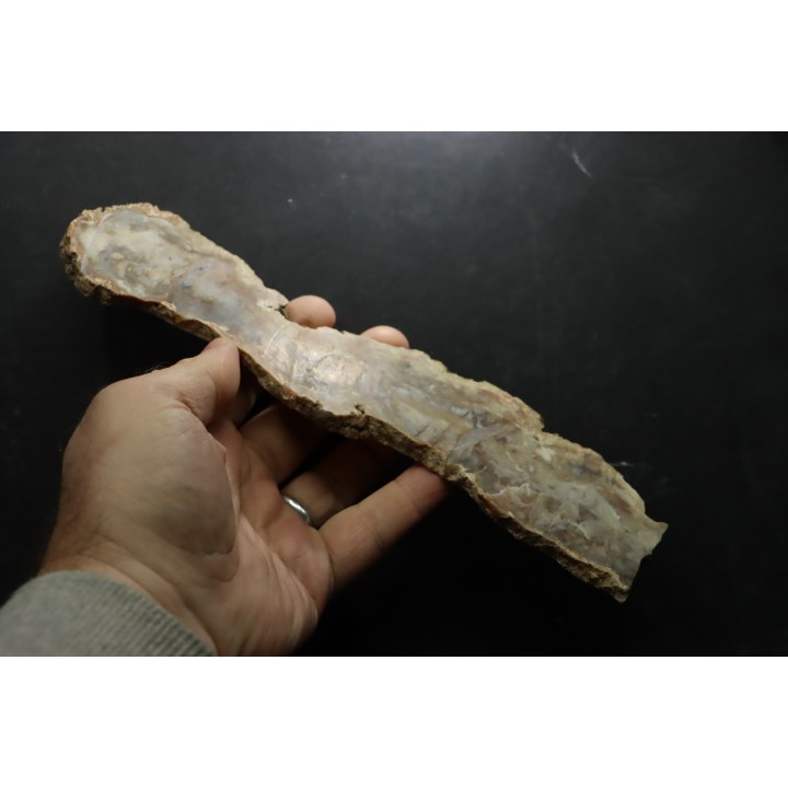 coprolithe de dinosaure - jurassique - Morrison Formation