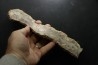dinosaur coprolithe - jurassic - Morrison Formation