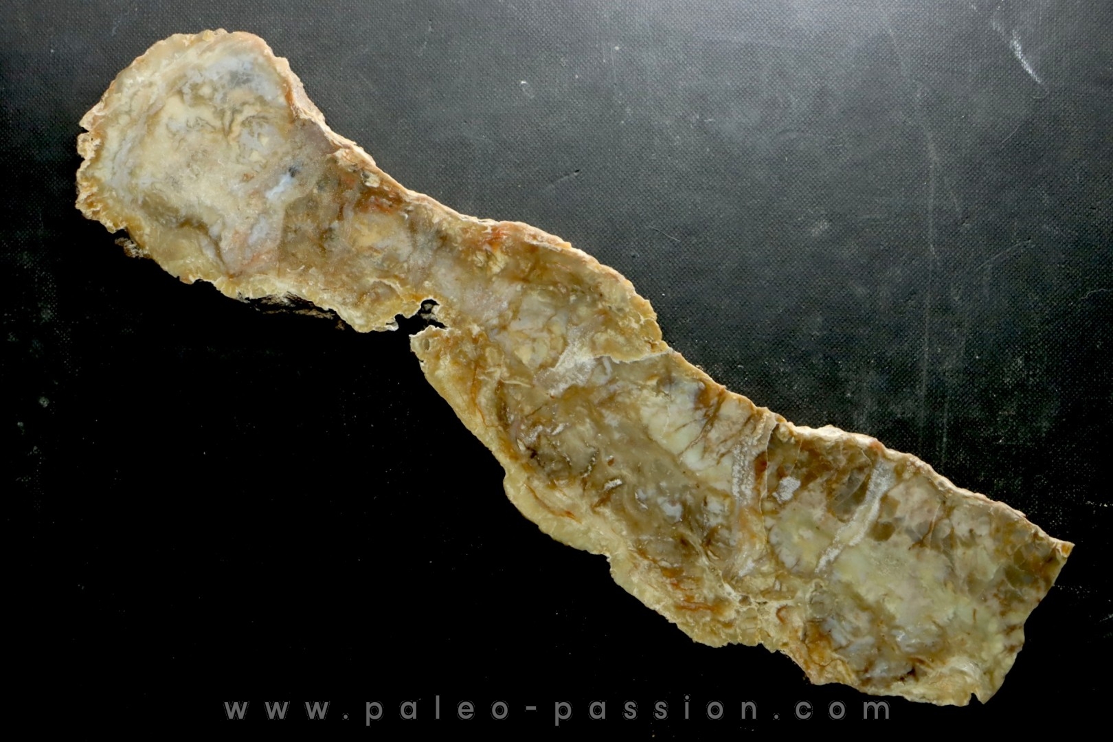coprolithe de dinosaure - jurassique - Morrison Formation