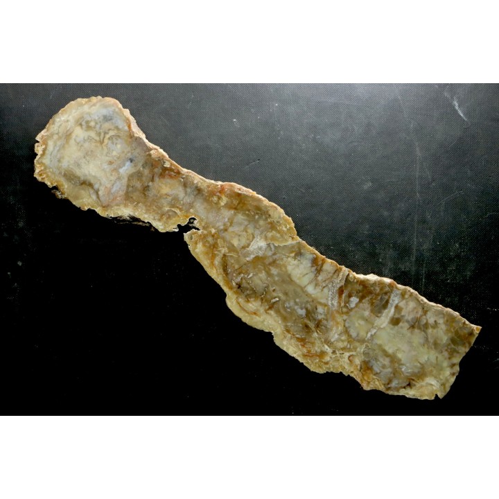 dinosaur coprolithe - jurassic - Morrison Formation