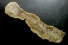 coprolithe de dinosaure - jurassique - Morrison Formation