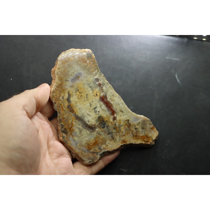 dinosaur coprolithe - jurassic - Morrison Formation