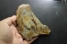 dinosaur coprolithe - jurassic - Morrison Formation