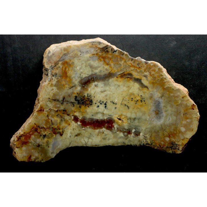 dinosaur coprolithe - jurassic - Morrison Formation
