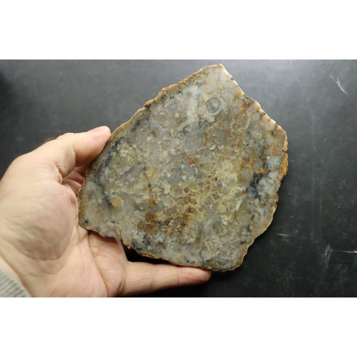 dinosaur coprolithe - jurassic - Morrison Formation