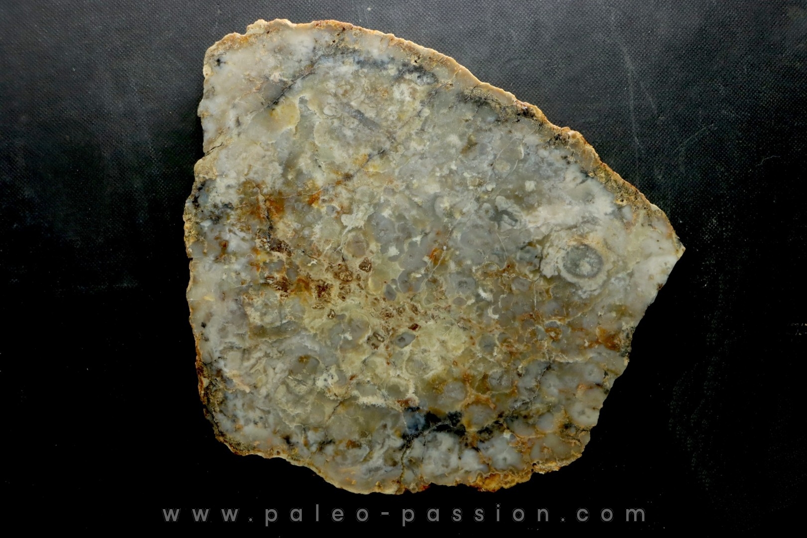 dinosaur coprolithe - jurassic - Morrison Formation