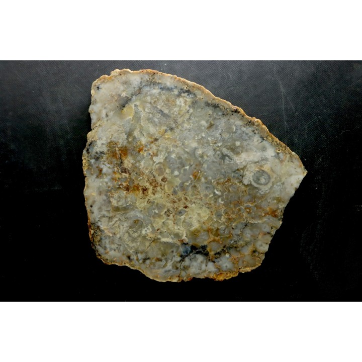 coprolithe de dinosaure - jurassique - Morrison Formation