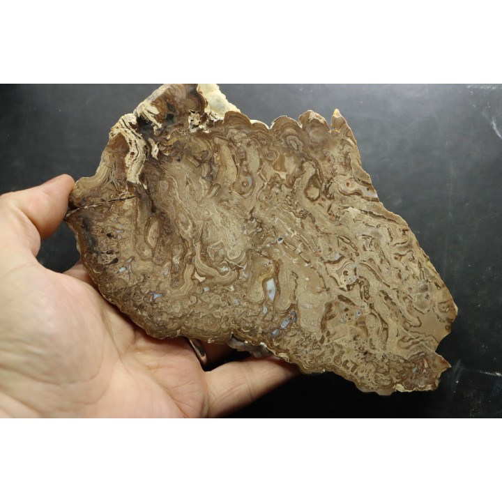 Chlorellopsis sp. - algae agate (Eukaroyte) avec des ostracodes - Eocène - Wyoming - USA