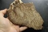 Chlorellopsis sp. - algae agate (Eukaroyte) avec des ostracodes - Eocène - Wyoming - USA